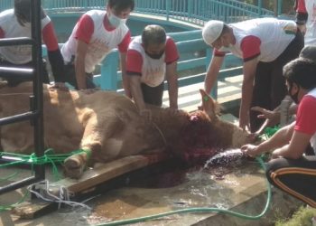 Polda Jabar Potong 38 Hewan Qurban Pada Hari Raya Idul Adha 1442 H