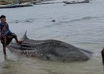 Jadi Tontonan Unik, Ikan Besar Terdampar di Pantai Ketapang. Begini Kata Warga !