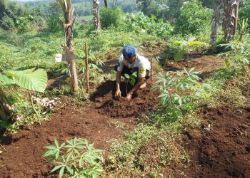 Jasa Tirta II Pulihkan Lahan Kritis di Sub DAS Cisarua