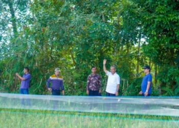 Meningkatkan Hasil Produksi Pertanian, Pj Bupati Kampar dan Anggota DPR RI Tinjau Lahan Padi Bertekhnologi IPAT BO