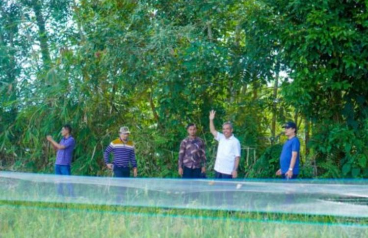 Meningkatkan Hasil Produksi Pertanian, Pj Bupati Kampar dan Anggota DPR RI Tinjau Lahan Padi Bertekhnologi IPAT BO