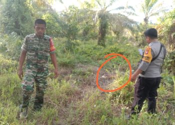 Warga Kecamatan Sarudu Digegerkan Dengan Adanya Penemuan Mayat yang Sudah Bau dan Berbentuk Tengkorak