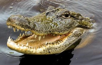Breaking News: Seorang Pria Di Pasangkayu Dikabarkan Hilang Diterkam Buaya