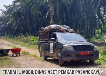 Parah… Mobil Plat Merah Aset Pemkab Pasangkayu Dipakai Untuk Angkut Sawit