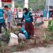 Mengurangi Polusi Udara, Poltekes Mamuju Manfaatkan Tanaman Sanseviera
