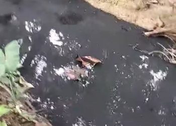 Viral ! Bupati LSM LIRA Pasangkayu Geram, PT. Palma Surya Lestari Diduga Terus Cemari Sungai Dengan Limbah Beracun