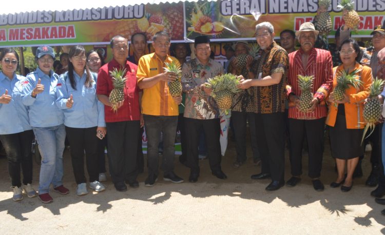 Bupati Mamasa Bersama Masyarakat Desa Mesakada Panen Raya Nenas