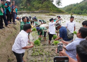 Bupati Mamasa Welem Sambolangi Pimpin Penanaman Padi Perdana di Sindagamanik: “Ini Bukan Pencitraan”