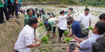 Bupati Mamasa Welem Sambolangi Pimpin Penanaman Padi Perdana di Sindagamanik: “Ini Bukan Pencitraan”