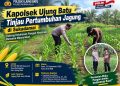 Kapolsek Ujung Batu Tinjau Pertumbuhan Jagung di Sukadamai, Dukung Ketahanan Pangan Nasional