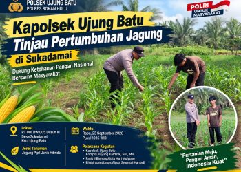 Kapolsek Ujung Batu Tinjau Pertumbuhan Jagung di Sukadamai, Dukung Ketahanan Pangan Nasional