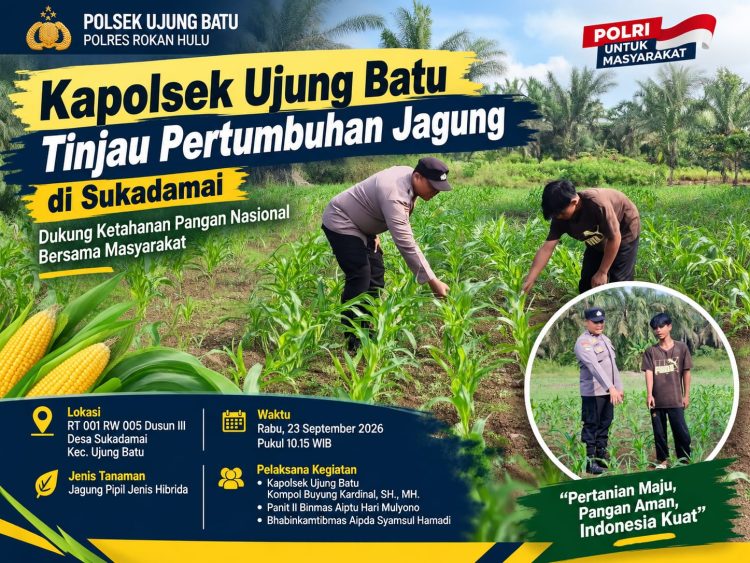 Kapolsek Ujung Batu Tinjau Pertumbuhan Jagung di Sukadamai, Dukung Ketahanan Pangan Nasional